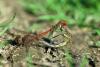 Sympetrum sp.